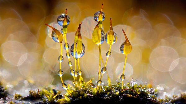 Wall-screw moss glistening with water droplets, Netherlands