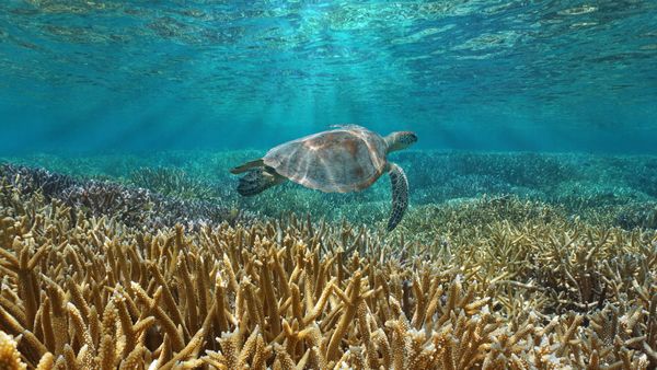 Tartaruga marina verde, Oceano Pacifico vicino al territorio francese d'oltremare della Nuova Caledonia