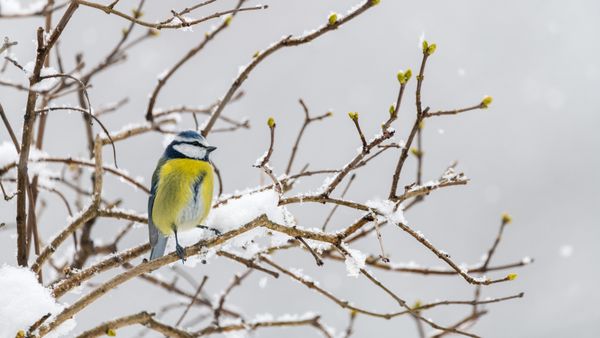 Une mésange bleue en hiver