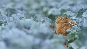 European brown hare (Lepus europaeus) in red cabbage field, Hessen, Germany (© Radius Images/Alamy Stock Photo)(Bing New Zealand)