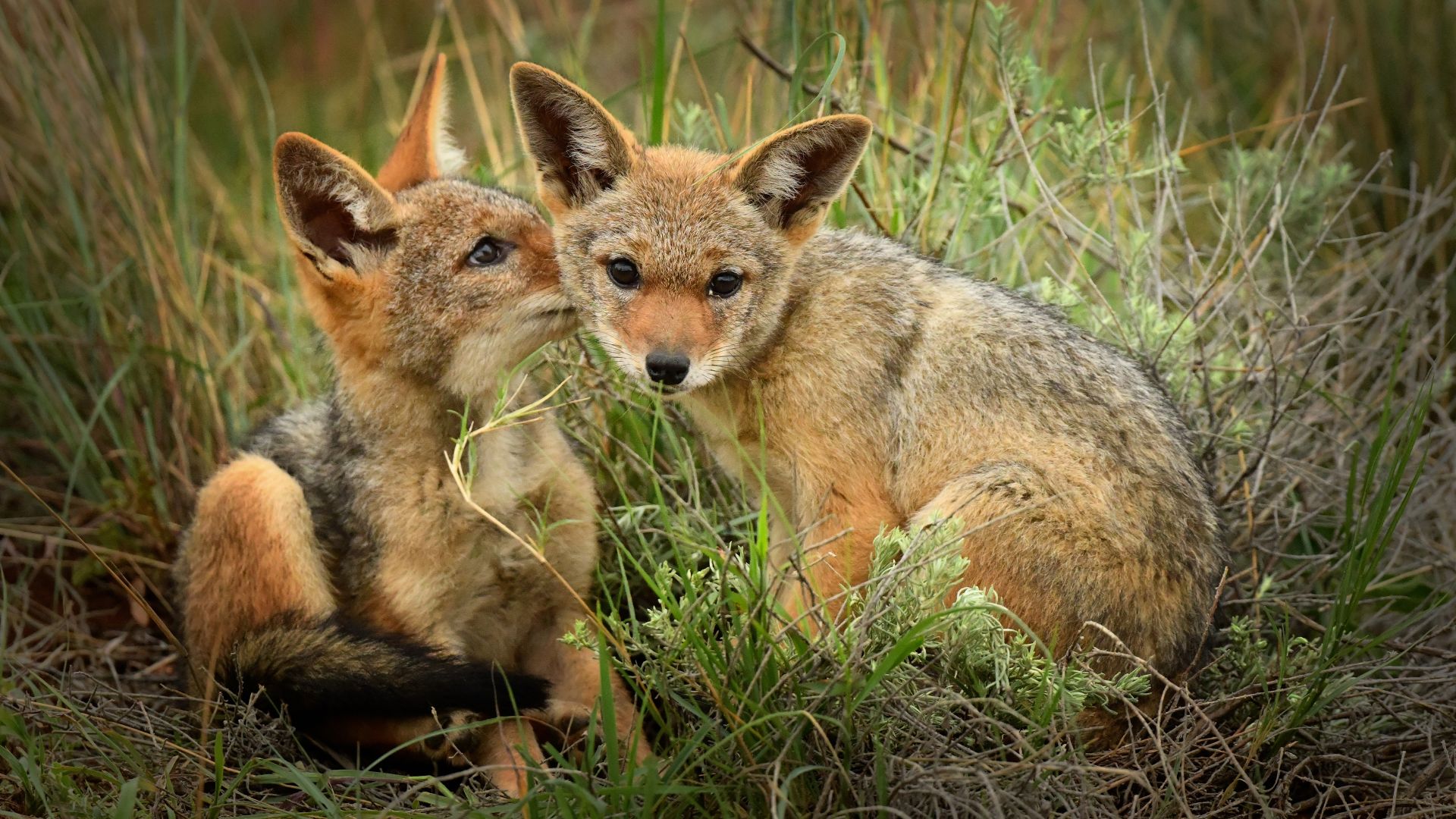 Jeunes chacals sauvages dans le Bushveld, Afrique du Sud