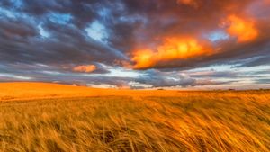 东洛锡安的金黄麦田，苏格兰 (© Scott Masterton/plainpicture)(Bing China)