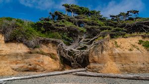 Kalaloch Tree of Life, Kalaloch Beach, Olympic National Park, Washington (© Abbie Warnock-Matthews/Shutterstock)(Bing Canada)