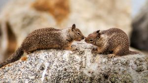 California ground squirrels at Seal Rock on 17-Mile Drive on the Monterey Peninsula, California (© Eric Lovelin)(Bing Australia)
