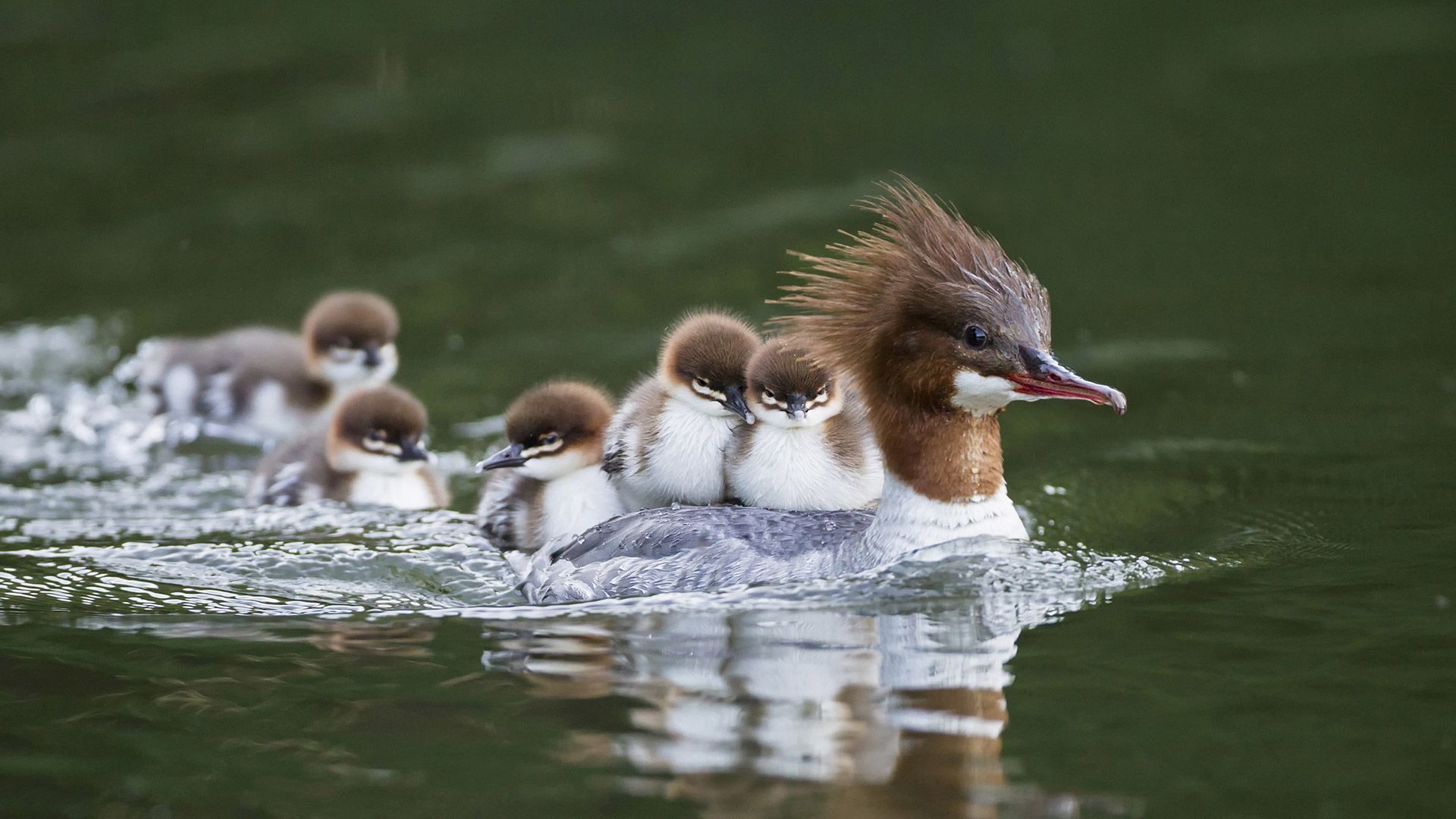 Goosander with chicks on her back, Bavaria, Germany
