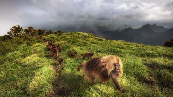Gelada monkeys in Simien Mountains National Park, northern Ethiopia