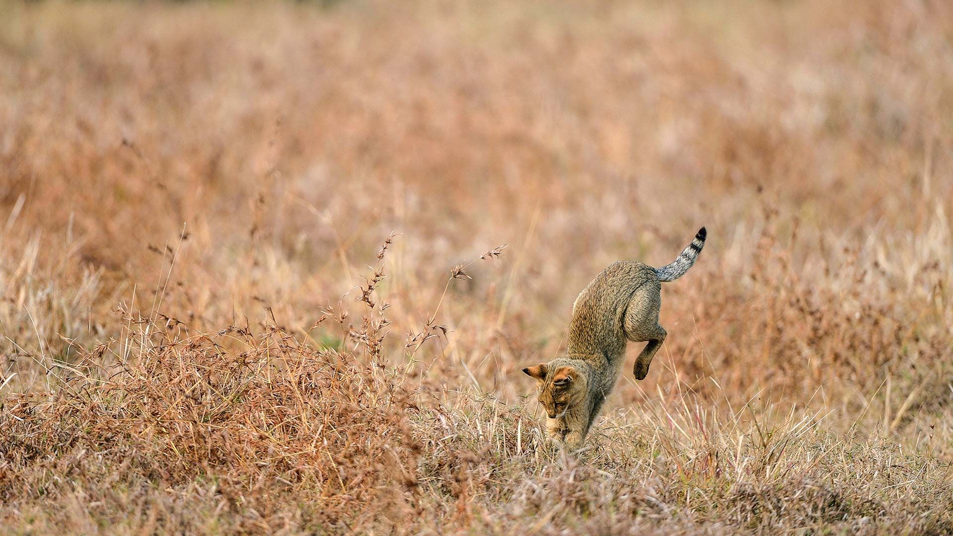 Jungle cat hunting