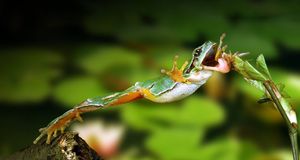 Frog -- Fritz Rauschenbach/Photolibrary &copy; (Bing United Kingdom)