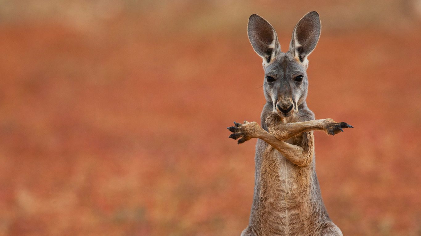 A red kangaroo in the Sturt Stony Desert, Australia