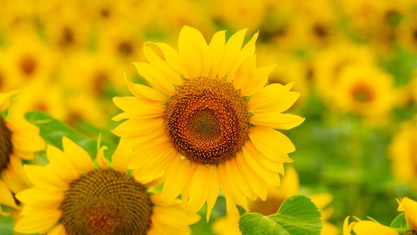 Sunflowers blooming in a field in summer