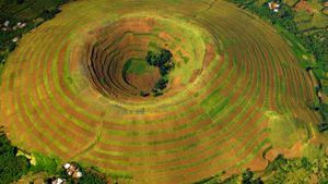 A terrace-farmed volcano near Kisoro, Uganda (© Peter McBride/Axiom)(Bing New Zealand)