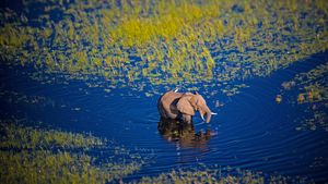 行走在奥卡万戈河中的大象，博茨瓦纳，非洲南部 (© Markus Pavlowsky/Getty Images)(Bing China)