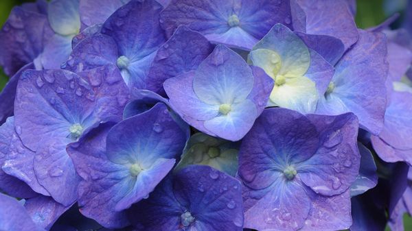 Hydrangea