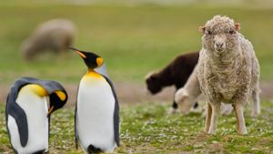 Sheep among a king penguin colony in the Falkland Islands (© Frans Lanting/Corbis)(Bing New Zealand)