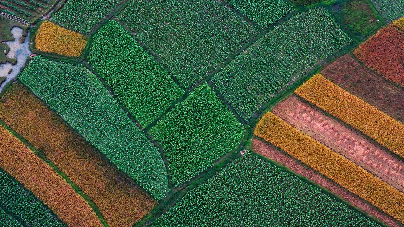 Rice fields before harvest, Guilin, Guangxi, China