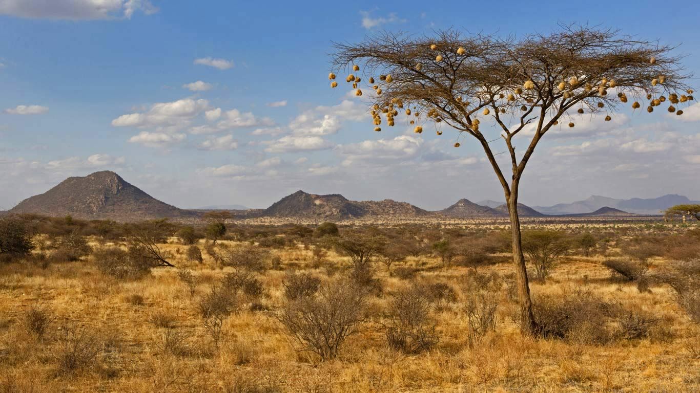 Weaverbird nests hanging from acacia tree in Samburu National Reserve, Kenya