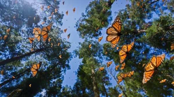 Monarch butterflies in the Monarch Butterfly Biosphere Reserve, Angangueo, Mexico