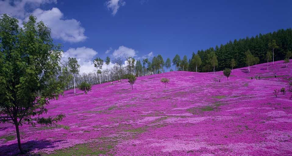 ｢滝上公園の芝ざくら｣北海道, 滝上町