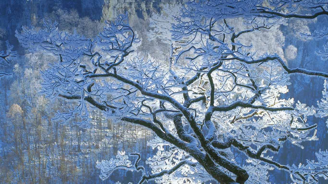 Oak branches covered in ice, Jura, France