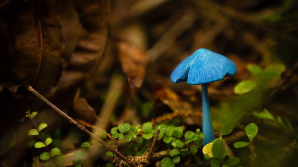 Entoloma hochstetteri mushroom at Mahinapua Lake, New Zealand