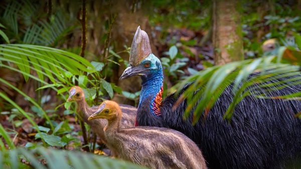 Southern cassowary father with chicks, Kuranda, Queensland, Australia