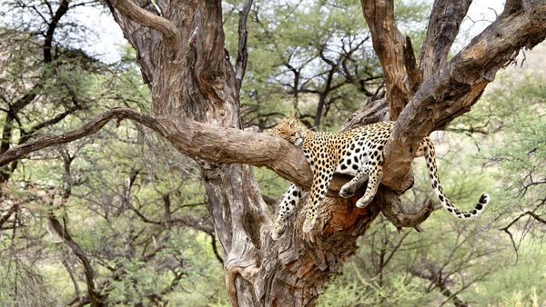 Leopard snoozing in a tree in Namibia