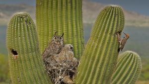 Great horned owls and a gilded flicker on a saguaro cactus in the Sonoran Desert, Arizona (© John Cancalosi/Minden Pictures)(Bing United States)