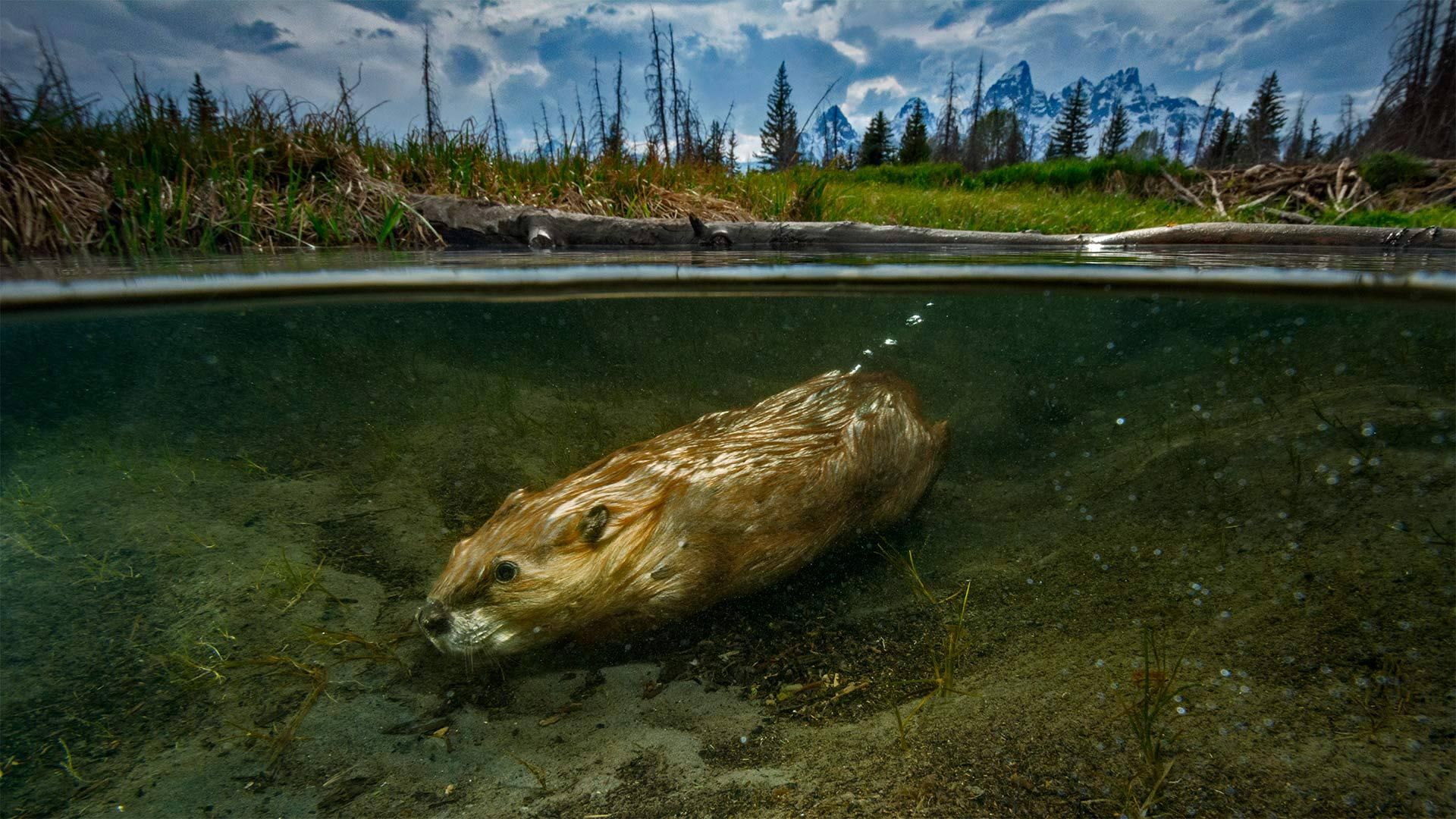 North American beaver swimming in Grand Teton National Park, Wyoming