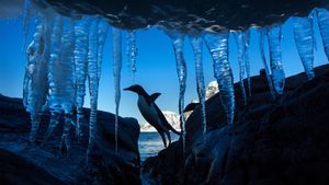 Gentoo penguin, Petermann Island, Antarctica (© Paul Souders/DanitaDelimont.com/Alamy)(Bing United States)