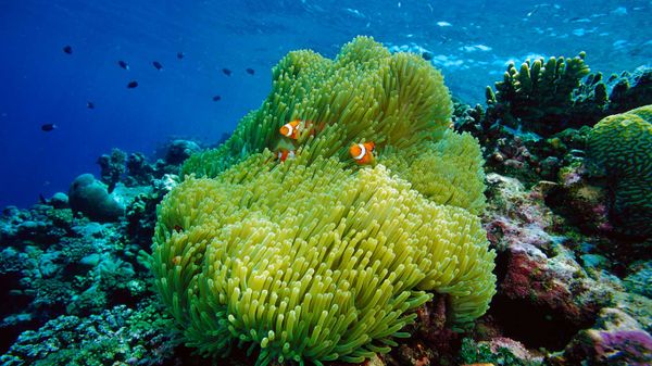 Magnificent sea anemone host with blackfinned clownfish