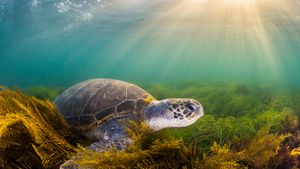Green sea turtle, San Diego, California (© Ralph Pace/Minden Pictures)(Bing United States)