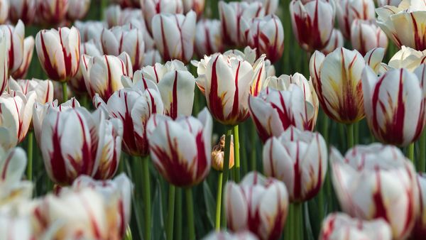 ‘Maple Leaf’ tulips In a garden in Ottawa