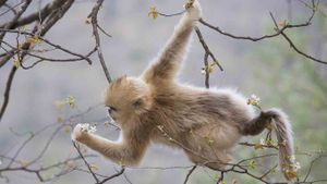 【今日立春】周至自然保护区内一只以樱花为食的金丝猴，中国陕西秦岭 (© Florian Möllers/Minden Pictures)(Bing China)