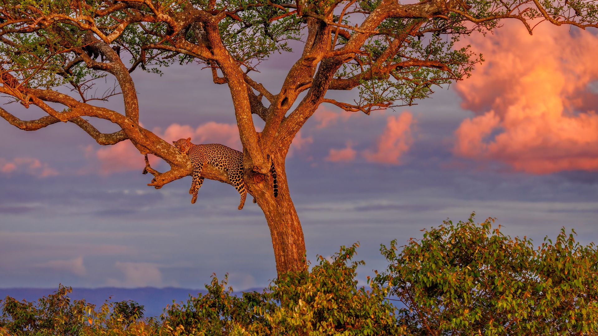 Leopard sleeping in a tree in the savannah, Masai Mara National Reserve, Kenya