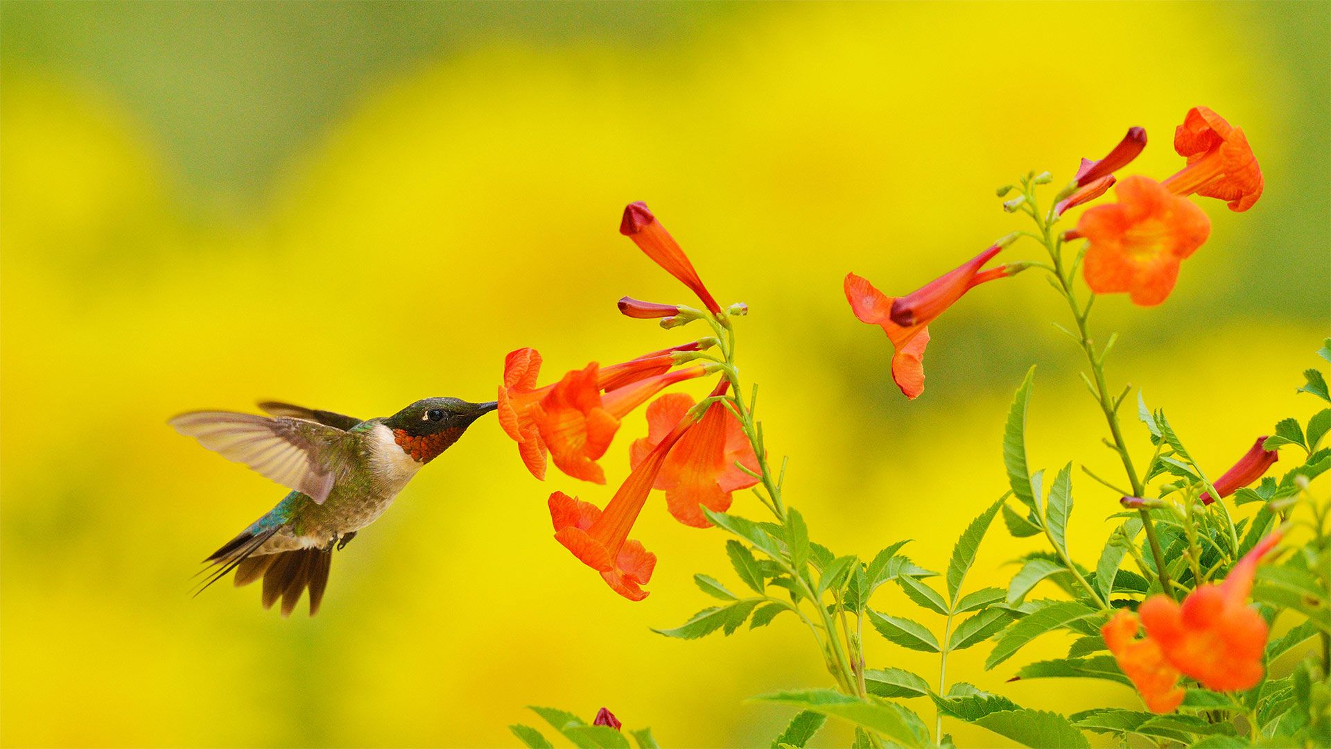Ruby-throated hummingbird feeding on yellow bells in the Texas Hill Country