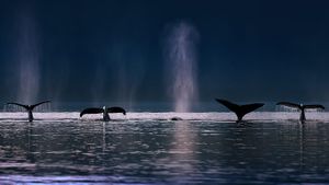 Baleines à bosse dans le passage Stephens près de l’île de l’Amirauté, Alaska, États-Unis (© AlaskaStock/Masterfile)(Bing France)