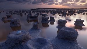 Caribbean flamingo nests, Ría Lagartos Biosphere Reserve, Yucatán, Mexico (© Claudio Contreras/Minden Pictures)(Bing New Zealand)