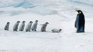 成年帝企鹅和它的宝宝们，雪山岛，南极洲 (© Mike Hill/Getty Images)(Bing China)