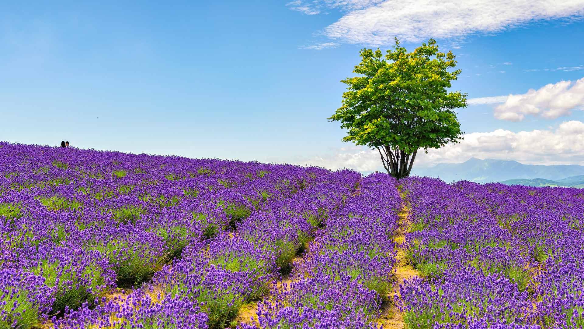 Lavender field at Hinode Farm, Kamifurano, Hokkaido, Japan