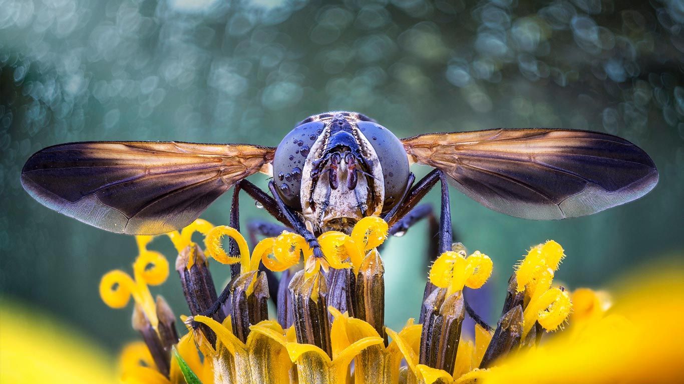 Close-up of a fly on flower stamens