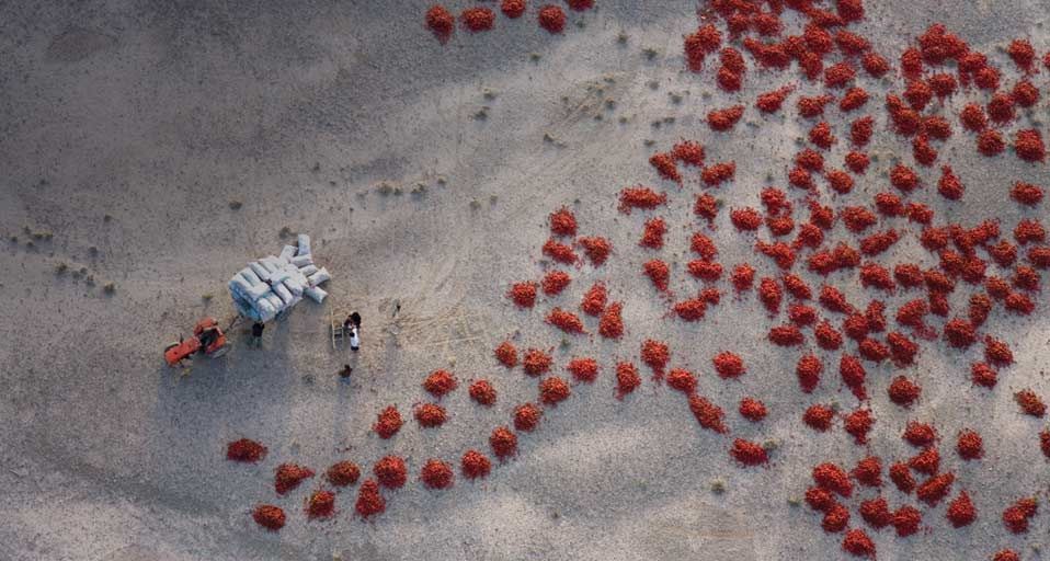 Red peppers laid out to dry near Baicheng, Xinjiang, China