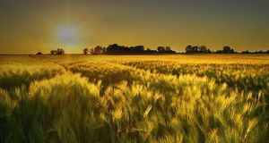 Barley field in the golden evening light -- Giesbert Kühnle/Photolibrary &copy; (Bing New Zealand)