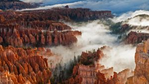 Pinnacles and hoodoos with fog in Bryce Canyon National Park, Utah (© Eleanor Scriven/plainpicture)(Bing New Zealand)