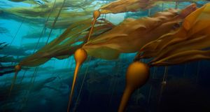 A bull kelp forest Hussar Point, Browning Pass, British Columbia, Canada (© Mauricio Handler/Getty Images) &copy; (Bing New Zealand)
