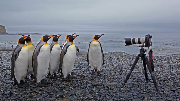 King penguins at St. Andrews Bay, South Georgia