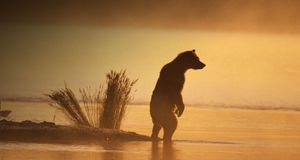 Adult brown bear - Alaska Stock Images/age fotostock &copy; (Bing United Kingdom)