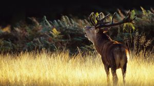 Red deer in Richmond Park, a national nature reserve and deer park in London, England (© NHPA/SuperStock)(Bing Australia)