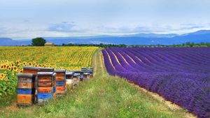 Fields of lavender and sunflowers with beehives in Provence, France (© leoks/Shutterstock)(Bing Australia)