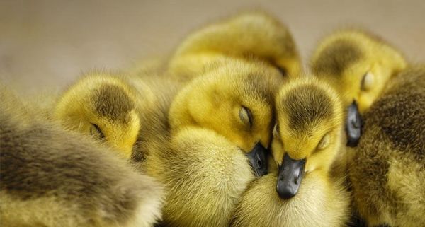 CanadaGoose
