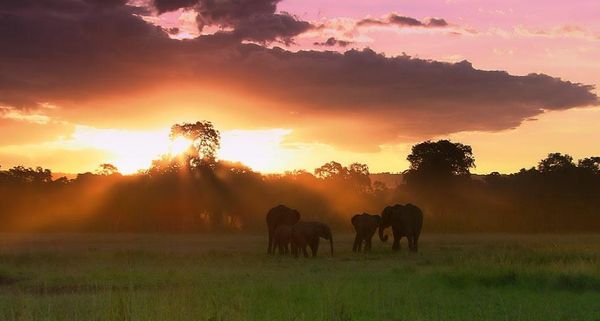 MasaiMaraElephants